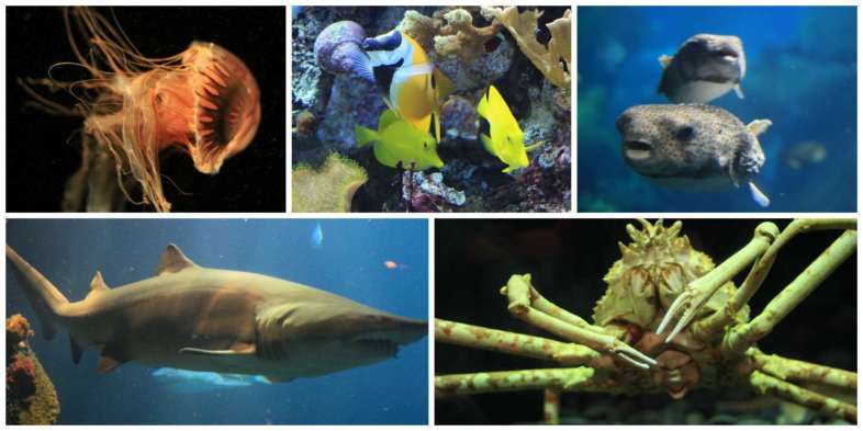 Tennessee Aquarium em Chattanooga Tennessee Aquarium em Chattanooga