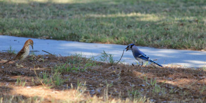 Gaio azul e colega nas paradas da estrada no estado da Virginia Gaio azul e colega nas paradas da estrada no estado da Virginia