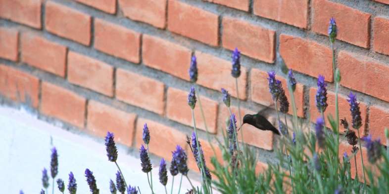 Pousada Liláceas - Beija-flor em frente ao chalé Lavanda