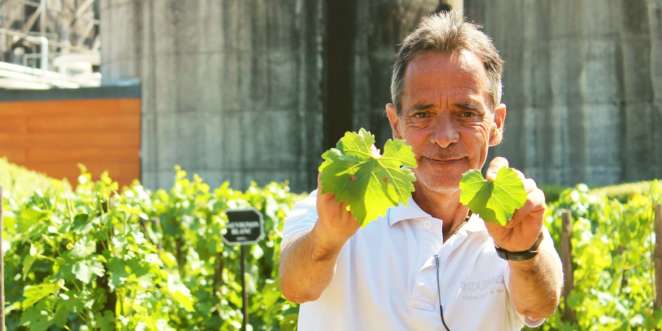 Germán, guia da Undurraga, mostrando que identificamos os diferentes tipos de uvas por suas folhas Germán, guia da Undurraga, mostrando que identificamos os diferentes tipos de uvas por suas folhas