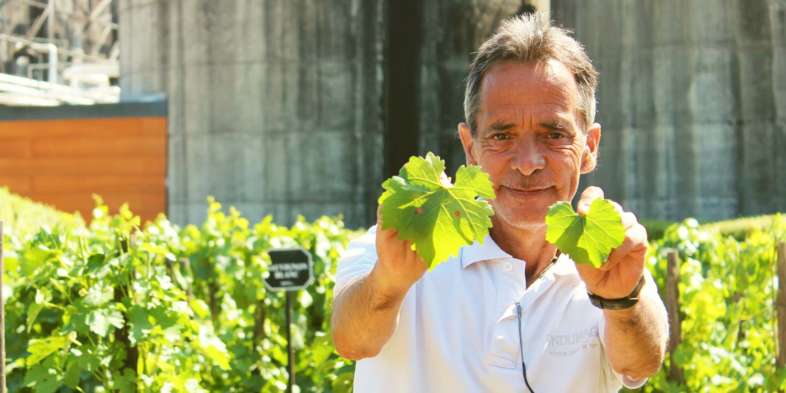 Germán, guia da Undurraga, mostrando que identificamos os diferentes tipos de uvas por suas folhas Germán, guia da Undurraga, mostrando que identificamos os diferentes tipos de uvas por suas folhas