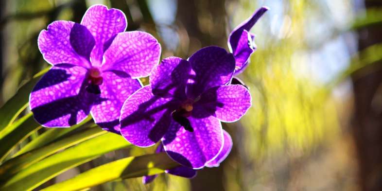 Flores em Inhotim Flores em Inhotim