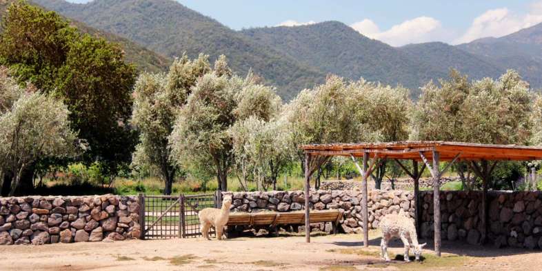 As alpacas também cumprem uma função biodinâmica na vinícola Emiliana As alpacas também cumprem uma função biodinâmica