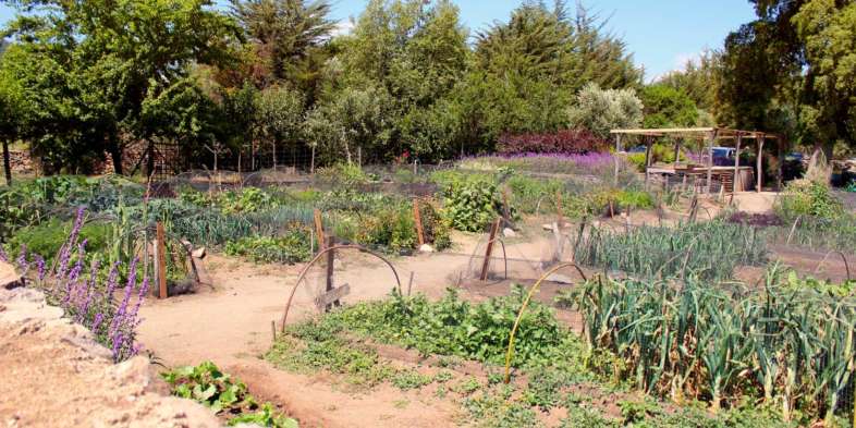 Em parte do terreno da vinícola orgânica Emiliana existe uma horta comunitária administrada pelos funcionários Em parte do terreno da vinícola orgânica Emiliana existe uma horta comunitária administrada pelos funcionários