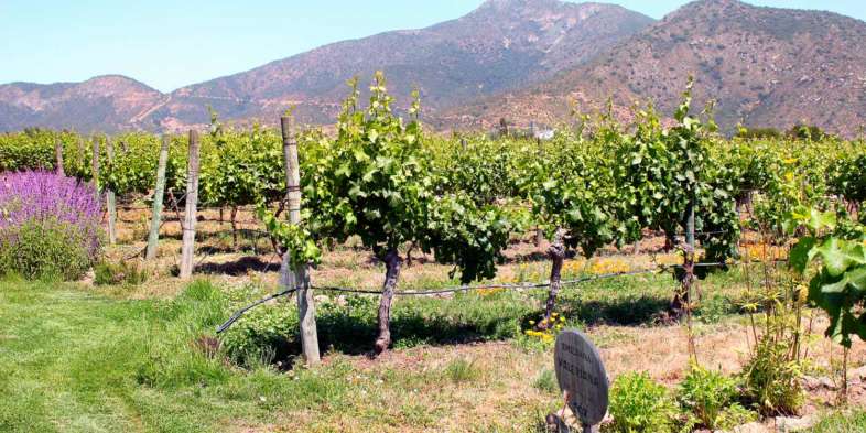 Os vinhedos da vinícola orgânica Emiliana são intercalados por ervas e outras plantas que nutrem o solo e atraem os insetos necessários para o controle natural de pragas Os vinhedos da vinícola orgânica Emiliana são intercalados por ervas e outras plantas que nutrem o solo e atraem os insetos necessários para o controle natural de pragas