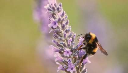 Abelha em lavanda da Plaza Tailandia no Parque Araucano