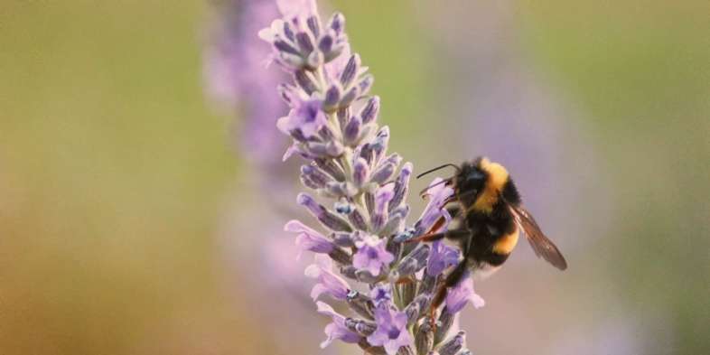 Abelha em lavanda da Plaza Tailandia no Parque Araucano Abelha em lavanda da Plaza Tailandia no Parque Araucano
