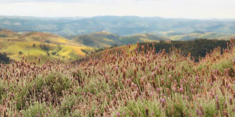 Lavandas e montanhas no cenário mais bucólico possível no Lavandário de Cunha