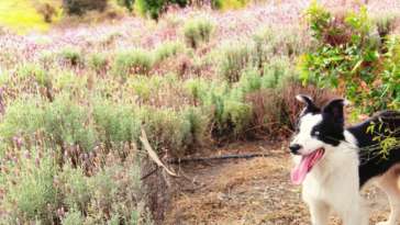 Nosso fiel companheiro durante o passeio pelos campos de lavanda do Lavandário de Cunha