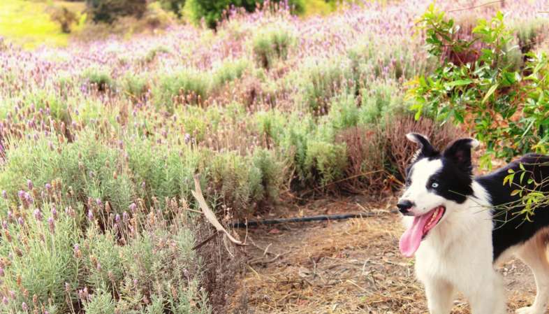 Nosso fiel companheiro durante o passeio pelos campos de lavanda do Lavandário de Cunha Nosso fiel companheiro durante o passeio pelos campos de lavanda do Lavandário de Cunha