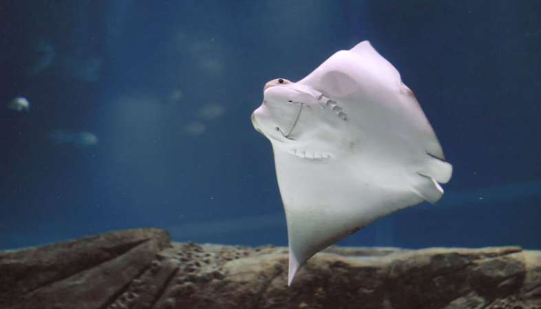 As raias e seus sorrisos surpreendem todas as crianças no AquaRio As raias e seus sorrisos surpreendem todas as crianças no AquaRio