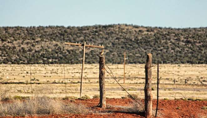 A tranquilidade da Rota 66 faz com que cenas assim ocorram o tempo todo Pássaro sobre cerca em cena do deserto do Arizona