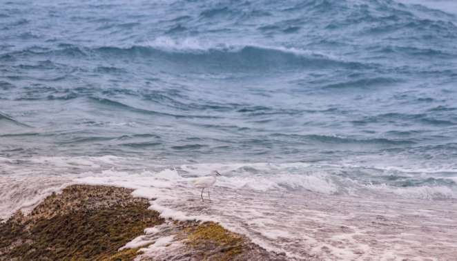 Ave pescando seu almoço na Praia Mole