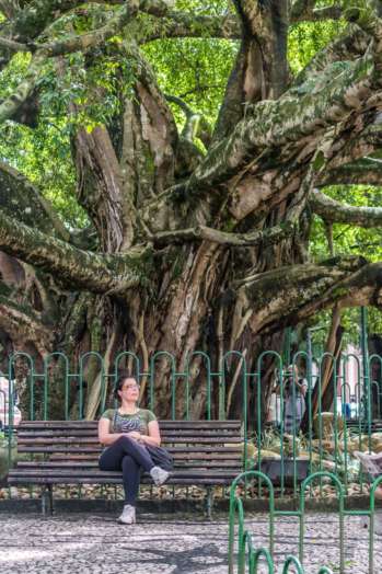 Coisa e a centenária figueira do centro de Florianópolis