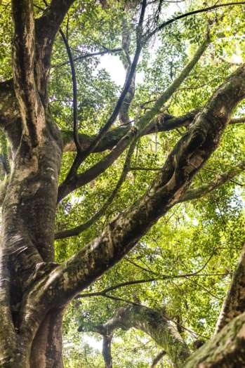 O emaranhado de galhos da centenária figueira do centro de Florianópolis