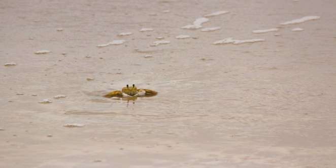 Siri desconfiado que não quis saber dos blogueiros da Expedição Floripa