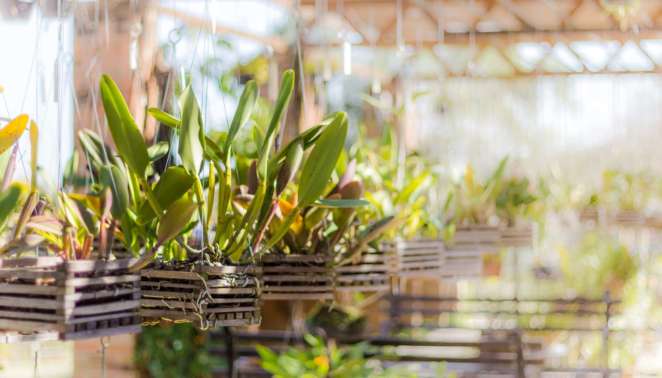 Alguns dos exemplares do orquidário do Jardim Botânico de Sorocaba Alguns dos exemplares do orquidário do Jardim Botânico de Sorocaba