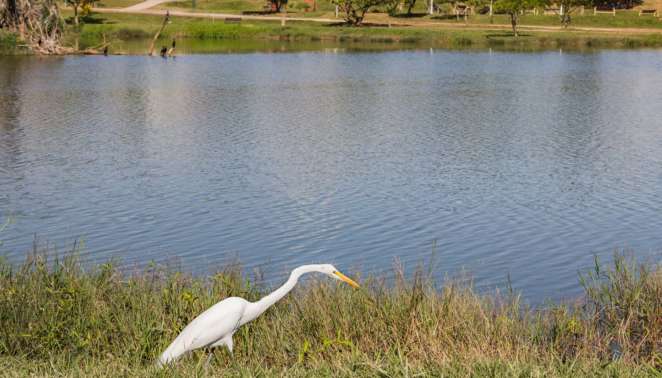 Ave no Parque das Águas, em Sorocaba Ave no Parque das Águas, em Sorocaba