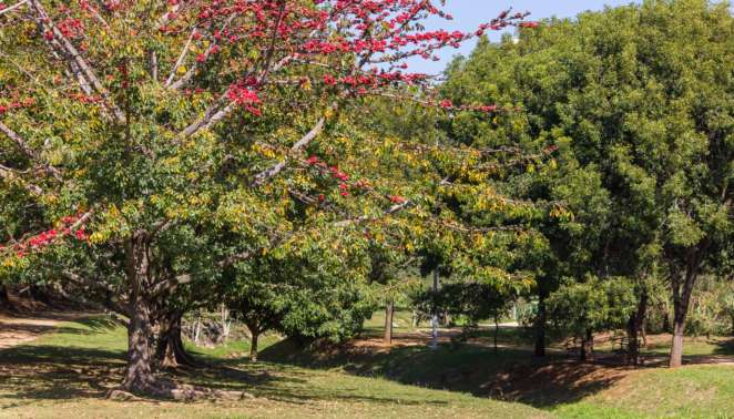 O que fazer em Sorocaba - Parque Carlos Alberto de Souza no Campolim Parque Carlos Alberto de Souza no Campolim, em Sorocaba