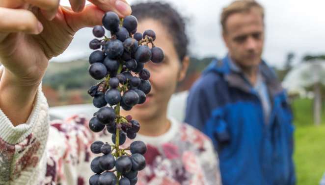 Uvas utilizadas na fabricação do vinho próprio do Entre Vilas em São Bento do Sapucaí Uvas utilizadas na fabricação do vinho próprio do Entre Vilas em São Bento do Sapucaí