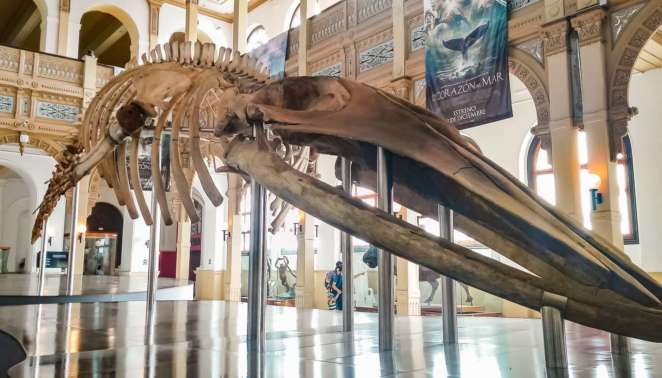 O que fazer em Santiago - Museo Nacional de Historia Natural