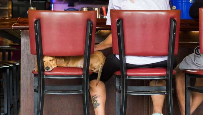 St. Pete - Em St. Petersburg, os cachorros são bem-vindos em praticamente todos os restaurantes, muitas vezes ganhando água e petiscos St. Pete - Em St. Petersburg, os cachorros são bem-vindos em praticamente todos os restaurantes, muitas vezes ganhando água e petiscos