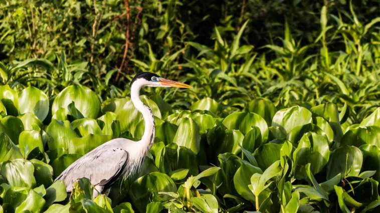 A garça-moura, muito presente no Pantanal Norte, é a maior garça do Brasil