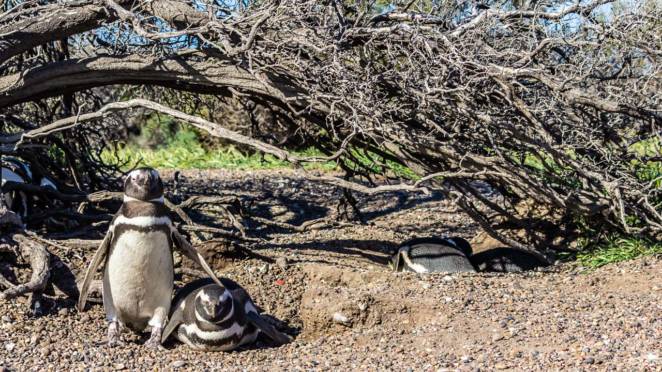 Dois dos milhares de ninhos ocupados e protegidos em Punta Tombo, na Patagônia, a maior colônia de pinguins fora da Antártida