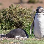 Entre setembro e abril, milhões de pinguins migram para a Península Valdés na Patagônia Argentina para se reproduzir