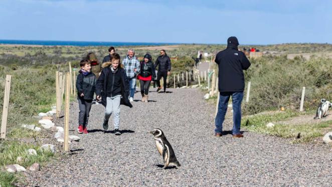 Mesmo nos caminhos feitos para nós, a preferência é sempre dos pinguins Mesmo nos caminhos feitos para nós, a preferência é sempre dos pinguins
