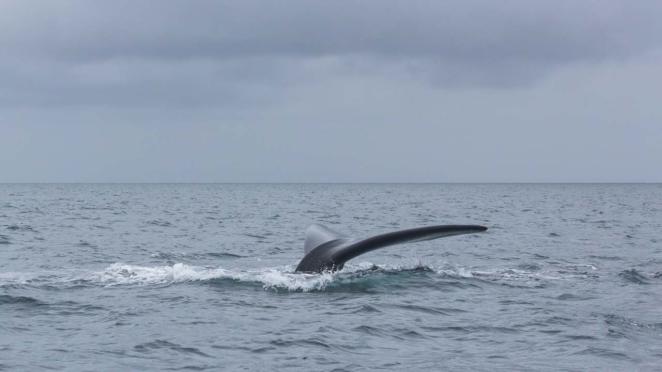 Na Península Valdés, pudemos ver os filhotes de baleia ainda aprendendo seus movimentos