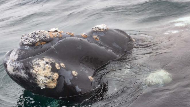 No Golfo Nuevo da Península Valdés, perto de Puerto de Madryn, é possível ver baleias de muito perto No Golfo Nuevo da Península Valdés, perto de Puerto de Madryn, é possível ver baleias de muito perto