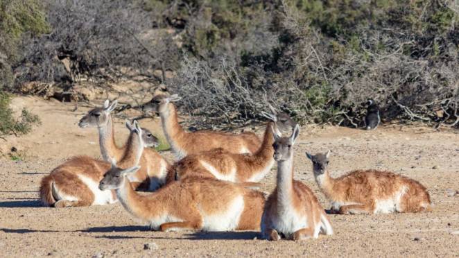 Parentes dos camelos, os guanacos quase sempre andam em bandos, você pode vê-los correndo ao lado da estrada em alguns trechos do caminho para a Península Valdés