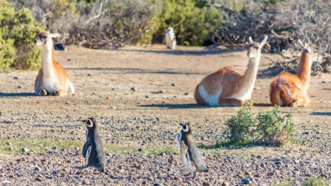 Pinguins e guanacos convivem tranquilamente na Península Valdés, Patagônia Atlântica