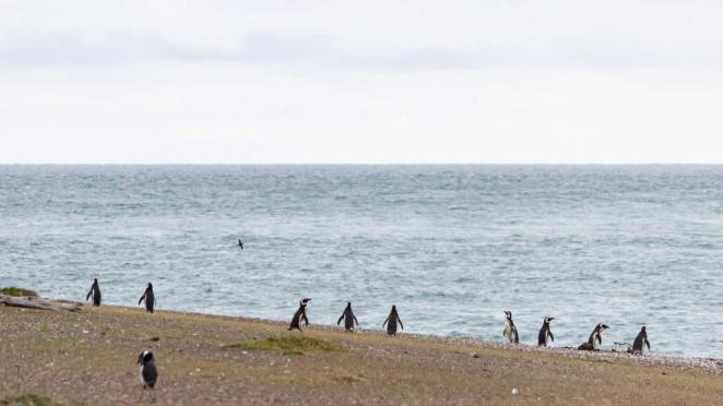 Pinguins se preparando para mergulhar ou voltando do mar na Península Valdés, na costa da Patagônia Atlântica