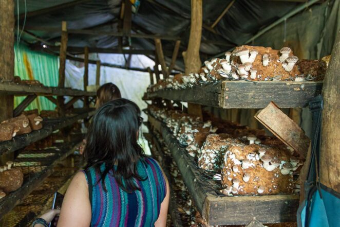 Casa da Mata - Produção artesanal de cogumelos e conservas em Santo Antônio do Pinhal Casa da Mata - Produção artesanal de cogumelos e conservas em Santo Antônio do Pinhal