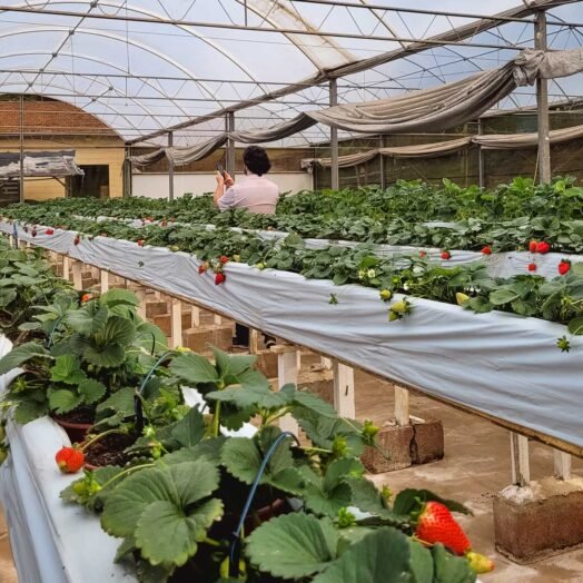 O que fazer em Atibaia - Orquidário Takebayashi - Estufa